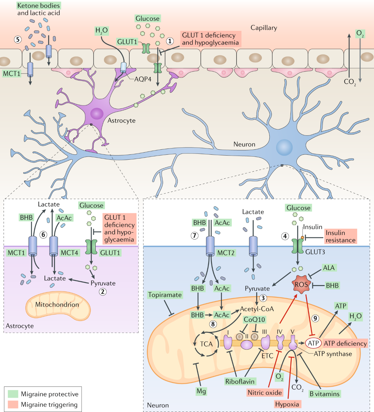 The metabolic face of migraine — from pathophysiology to treatment