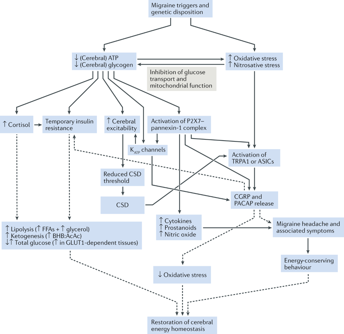 glutathione and migraines The metabolic face of migraine — from pathophysiology to treatment