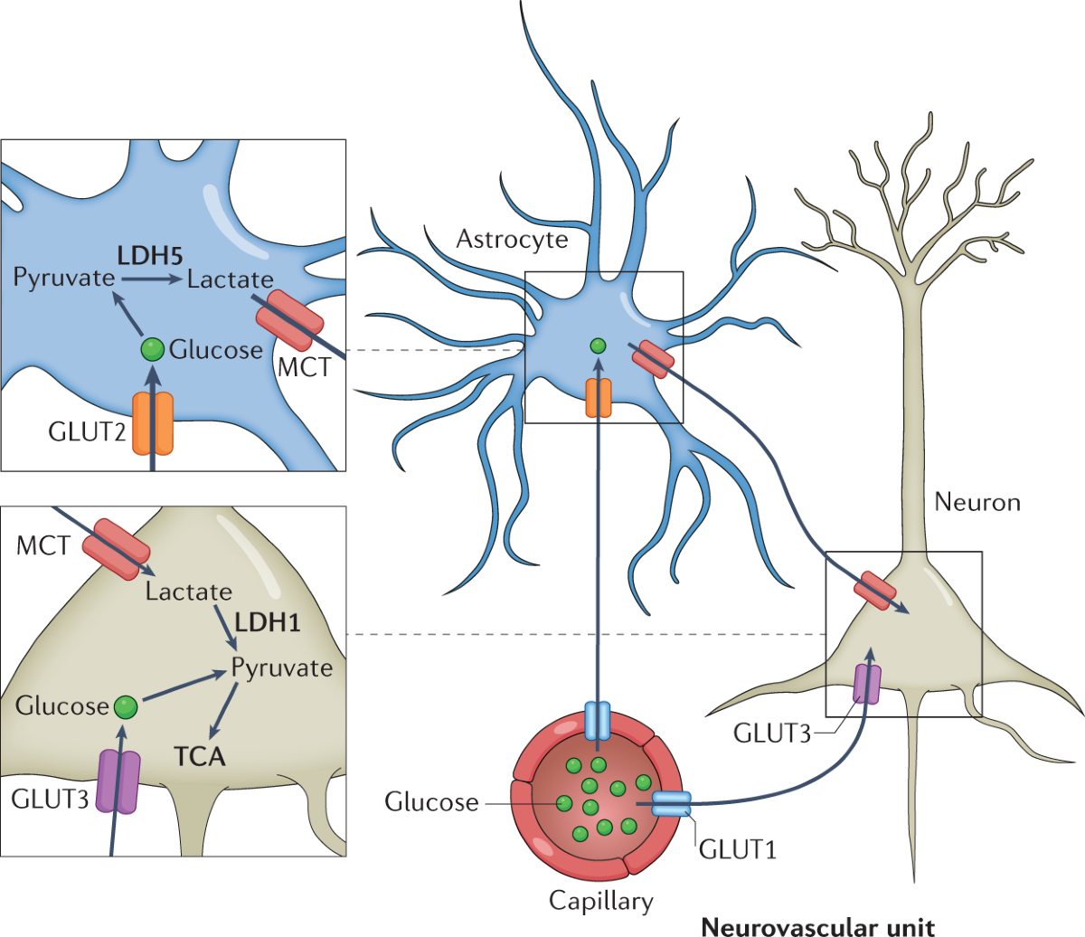 glutathione seizures The metabolic basis of epilepsy