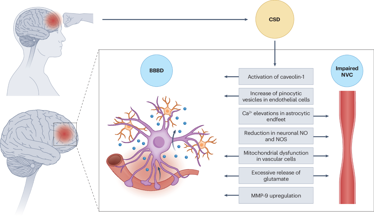 From spreading depolarization to blood–brain barrier dysfunction 