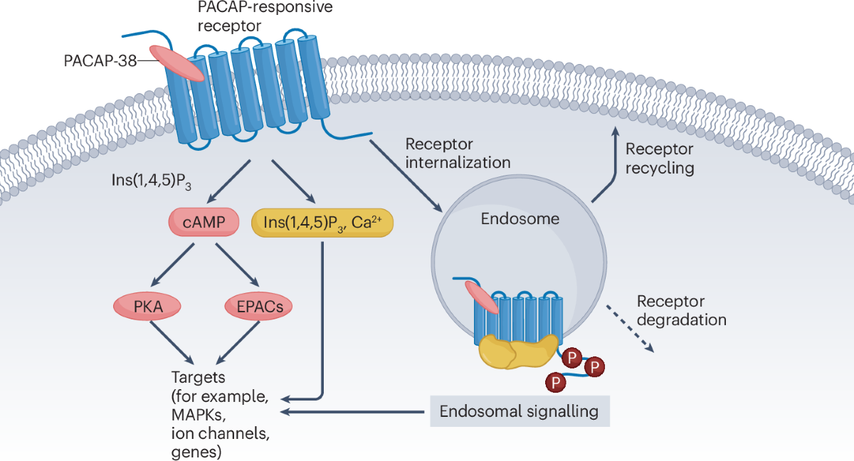 Picture of Pituitary adenylate cyclase-activating peptide