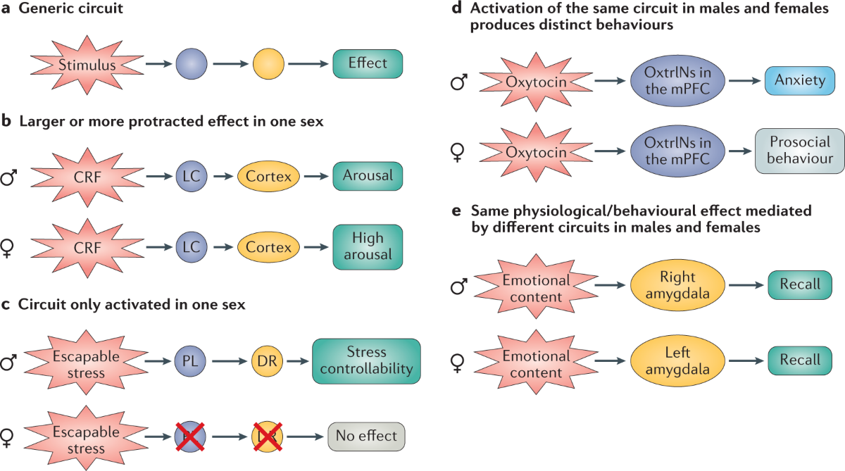 Sex differences in anxiety and depression: circuits and mechanisms | Nature  Reviews Neuroscience