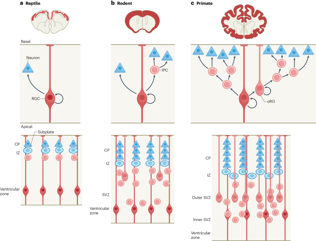 dihexa neurogenesis Indirect neurogenesis in space and time