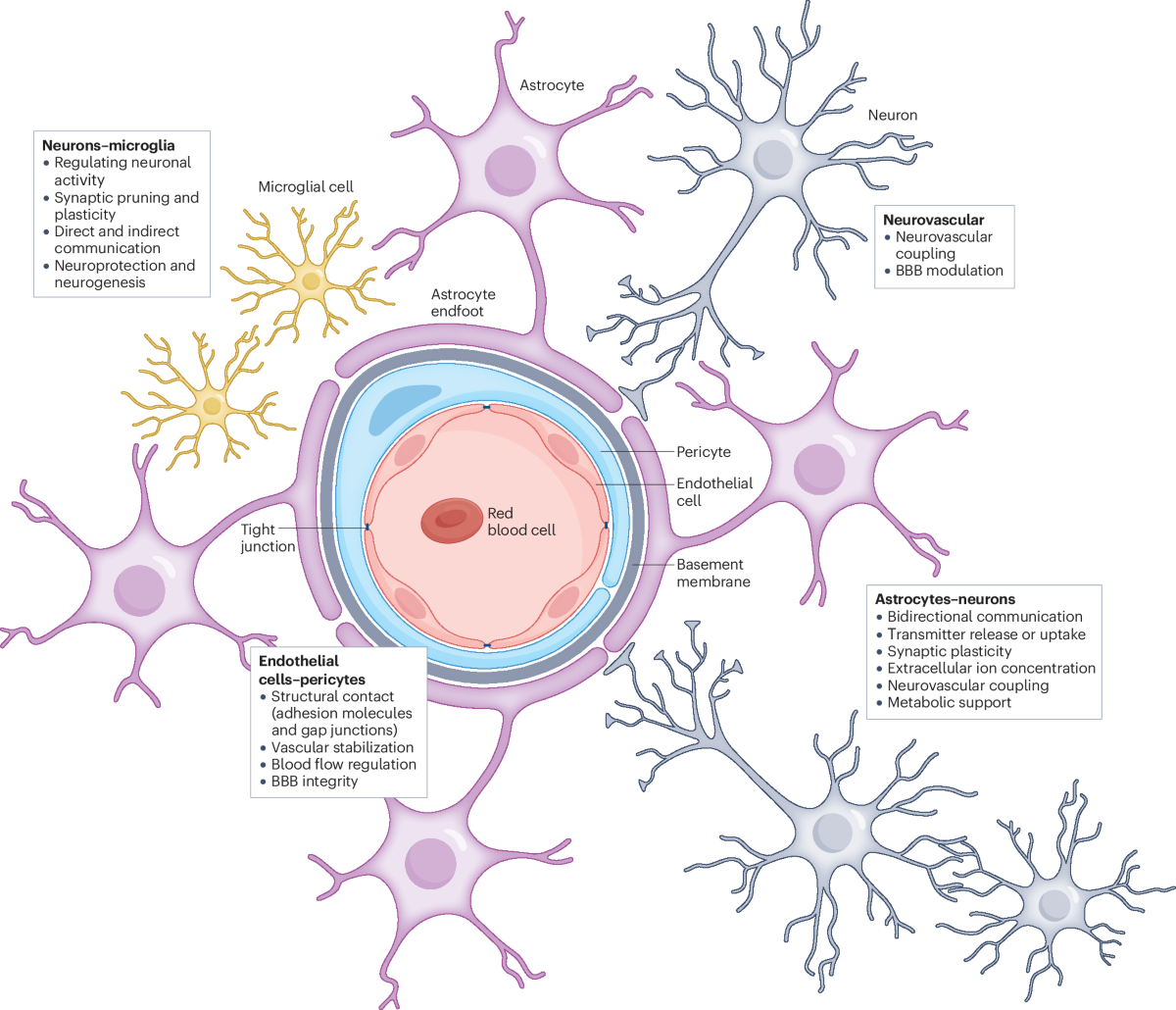 glutathione blood brain barrier Dynamic modulation of the blood–brain barrier in the healthy brain