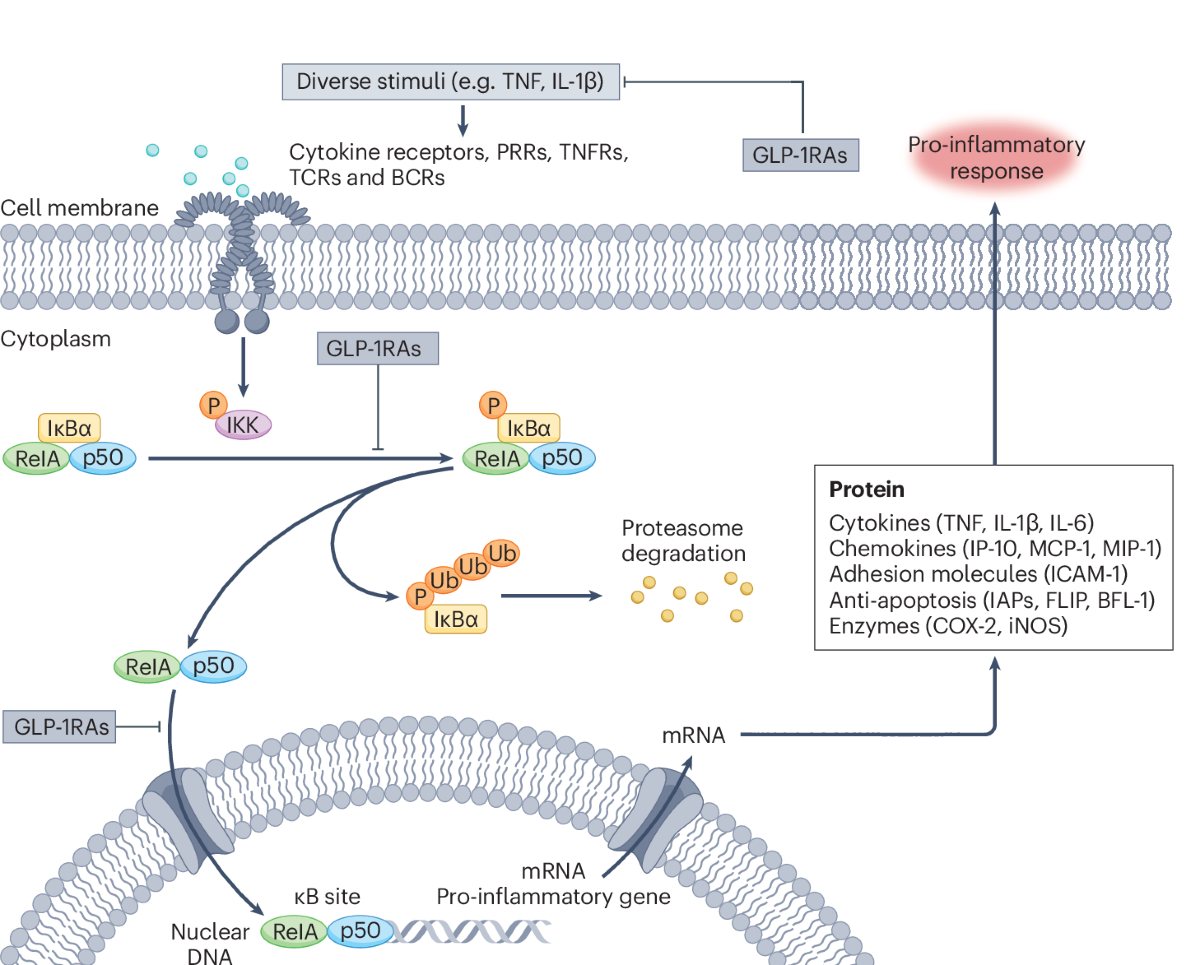 does glp 1 help with arthritis Glucagon-like peptide-1 receptor agonists in arthritis: current insights  and future directions