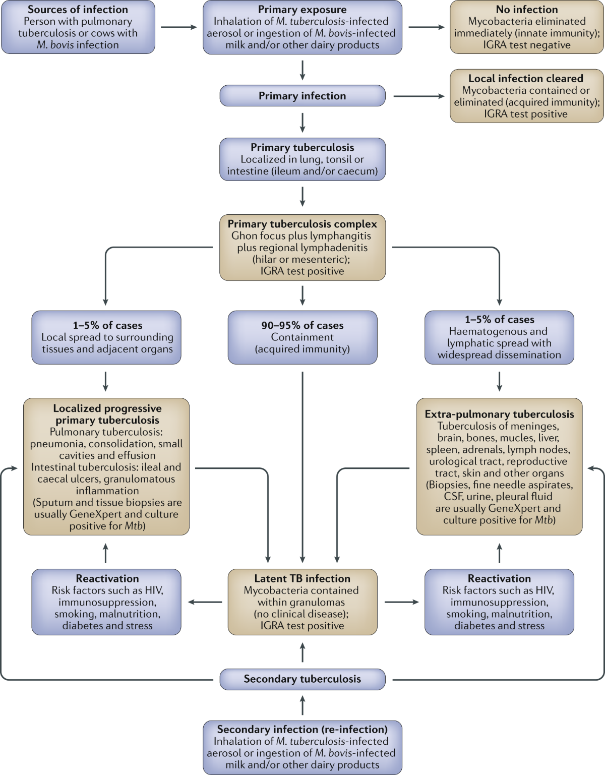 Urogenital tuberculosis — epidemiology, pathogenesis and clinical