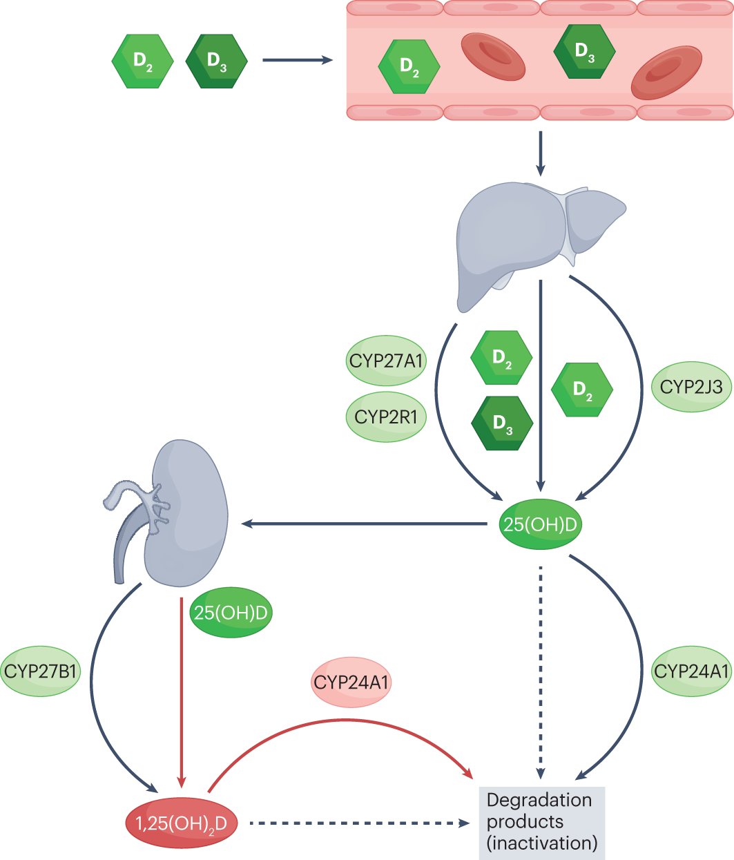 glutathione and kidney stones Vitamins as regulators of calcium-containing — new perspectives on the role of the gut microbiome Retatrutide Vs. Cagrilintide: Inside كريم للترطيب حول العين Count:120ct