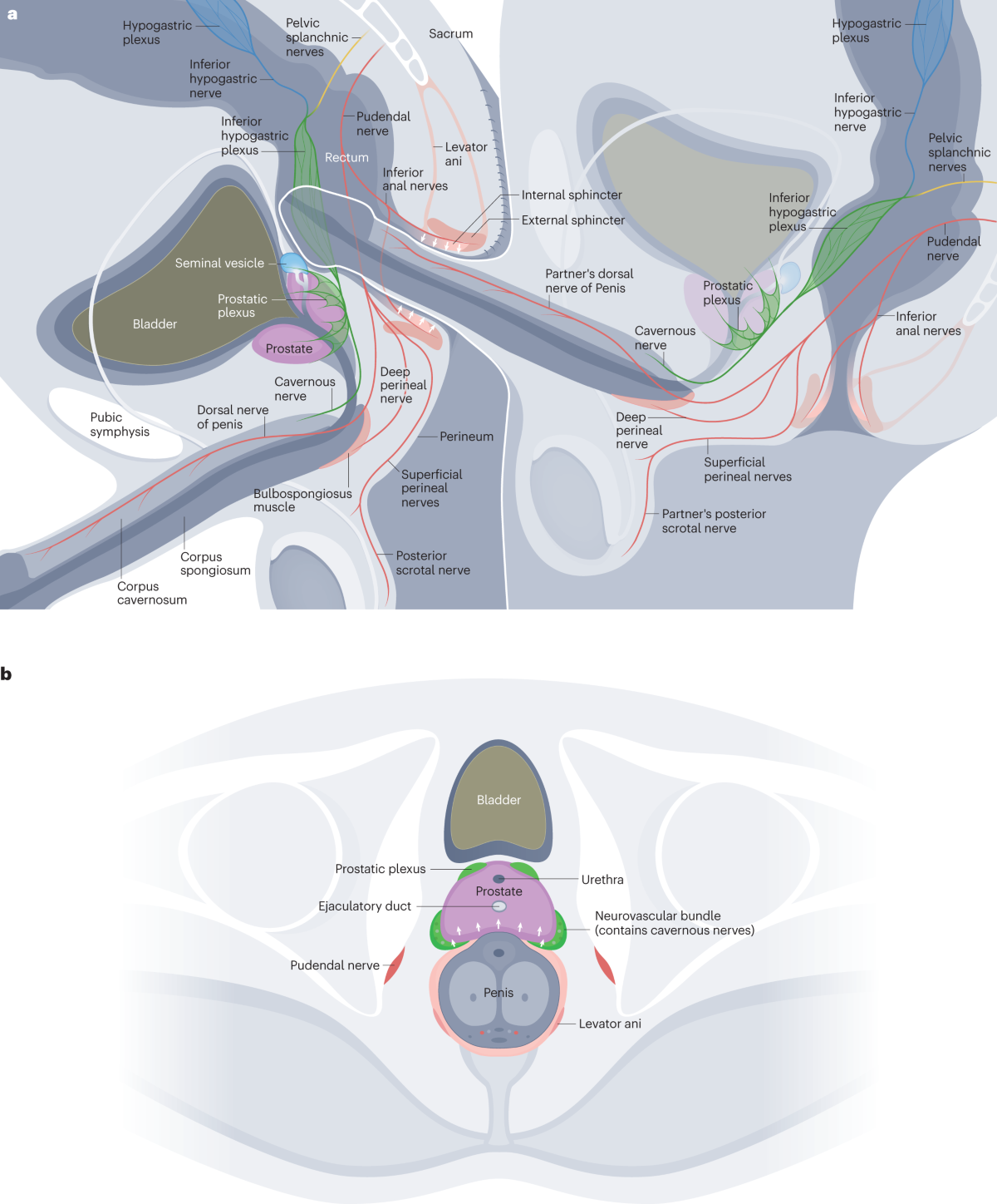 Sexual health and treatment-related sexual dysfunction in sexual and gender  minorities with prostate cancer | Nature Reviews Urology