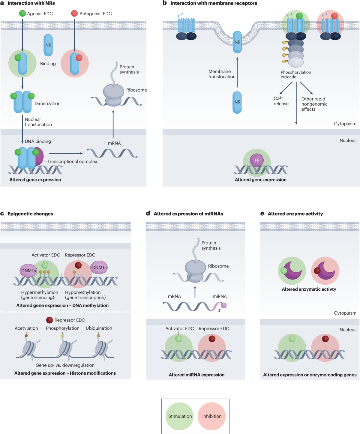 Endocrine-disrupting chemicals as prostate carcinogens | Nature Reviews  Urology