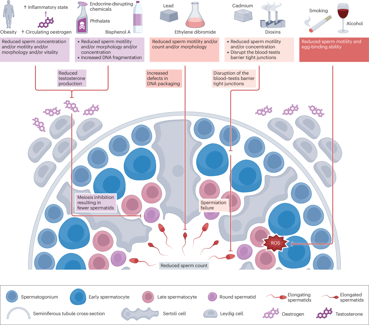 glutathione benefits for sperm Unlocking the power of semen analysis in primary health care — a path to  men's health and lifestyle transformation