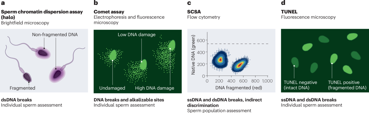 Sperm DNA fragmentation and its influence on mammalian reproduction