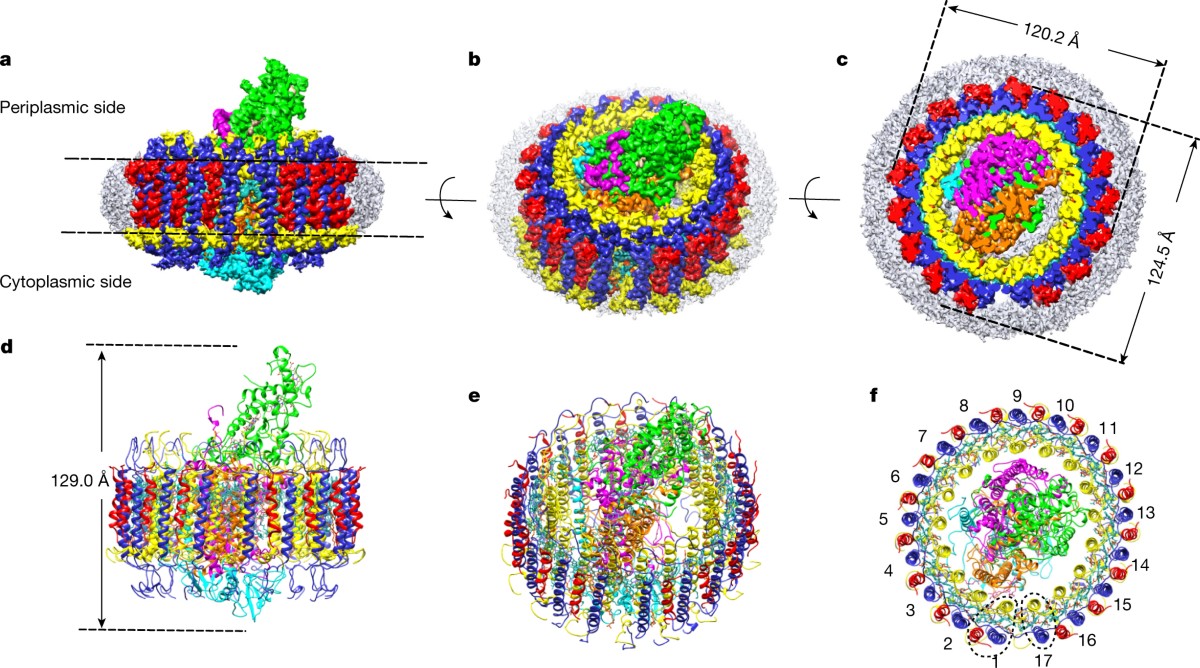 Cryo-EM structure of the Blastochloris viridis LH1–RC complex at 2.9 Å |  Nature