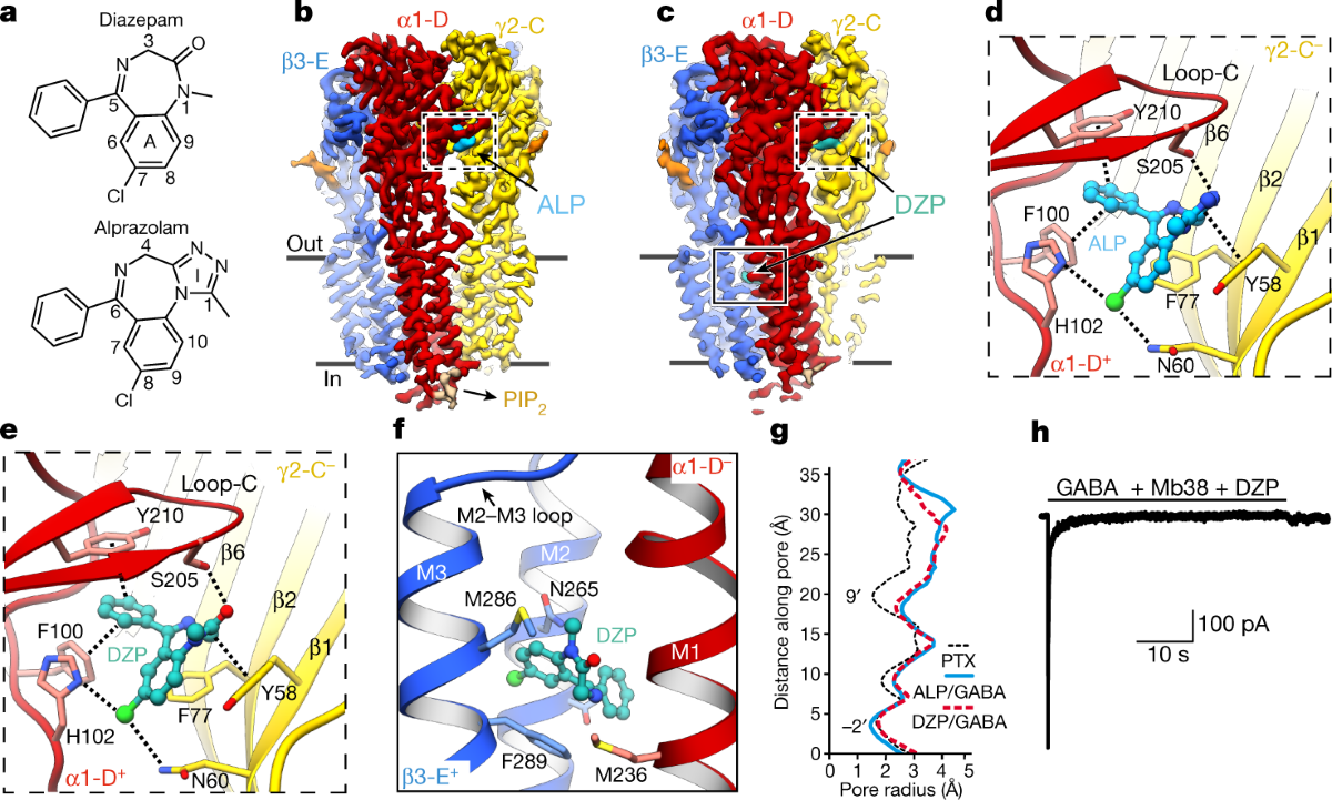 GABAA receptor signalling mechanisms revealed by structural pharmacology |  Nature