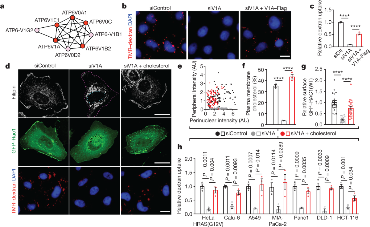 Plasma membrane V-ATPase controls oncogenic RAS-induced macropinocytosis |  Nature