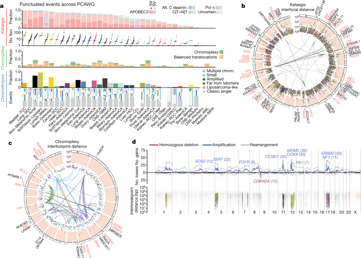 Pan-cancer analysis of whole genomes | Nature