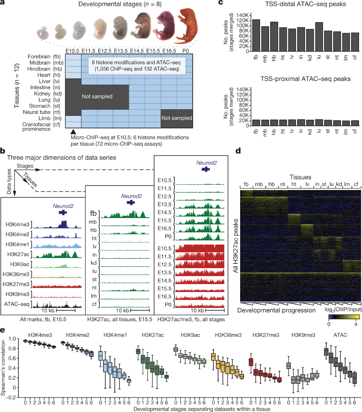 An atlas of dynamic chromatin landscapes in mouse fetal 