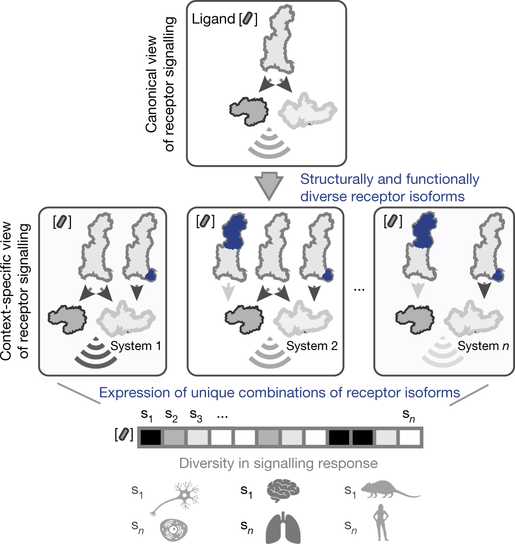 Combinatorial expression of GPCR isoforms affects signalling and drug  responses | Nature