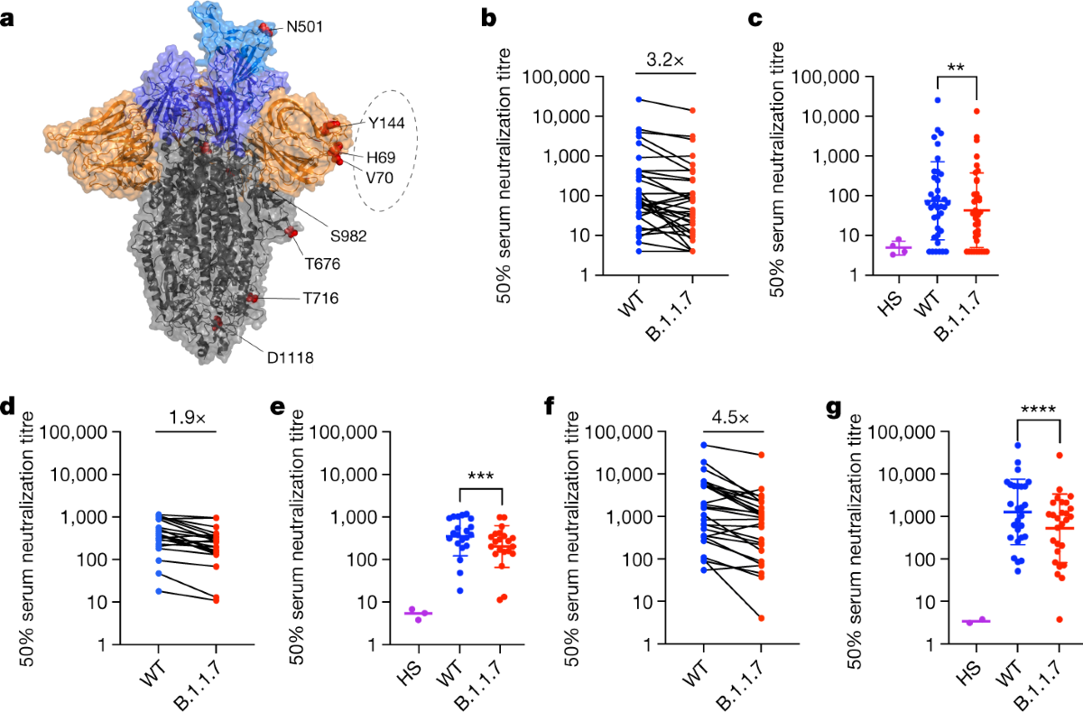 Sensitivity of SARS-CoV-2 B.1.1.7 to mRNA vaccine-elicited antibodies |  Nature