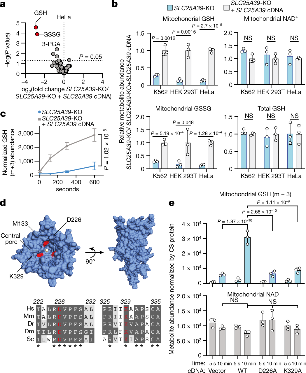slc25a39 is necessary for mitochondrial glutathione import in mammalian cells SLC25A39 is necessary for mitochondrial glutathione import in mammalian  cells