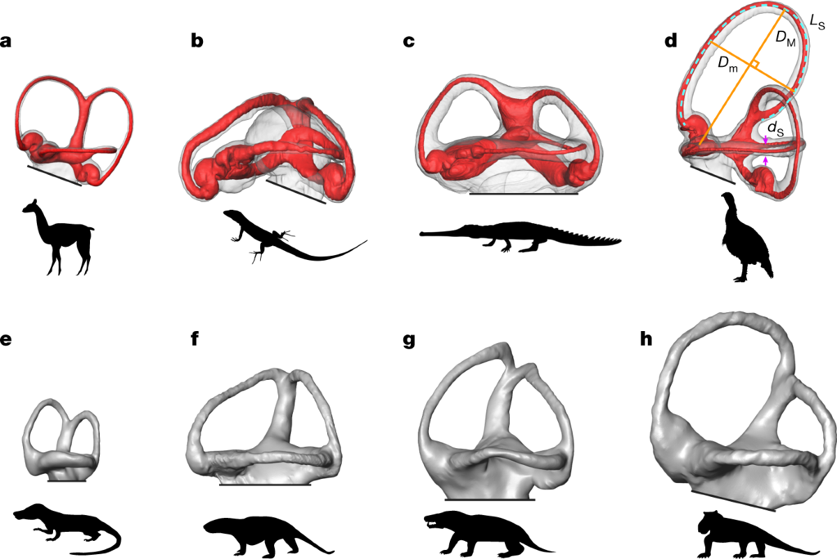 ls land image nude issue 6 ''