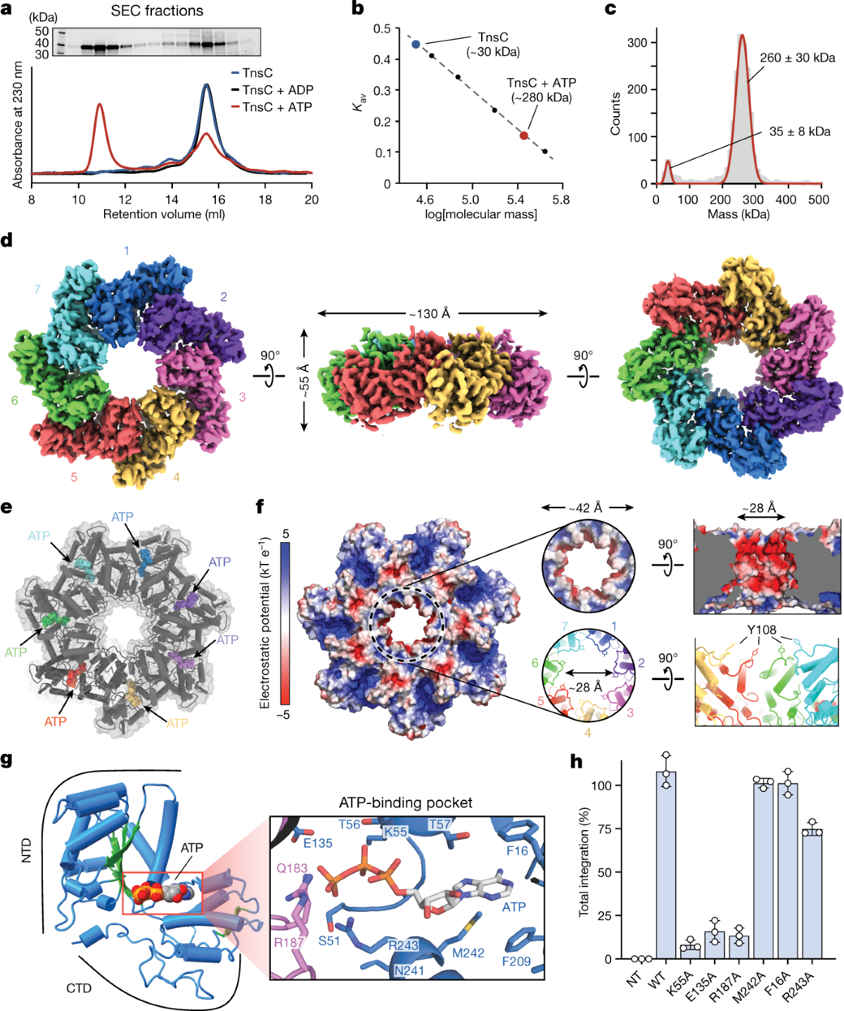 Selective TnsC recruitment enhances the fidelity of RNA-guided  transposition | Nature