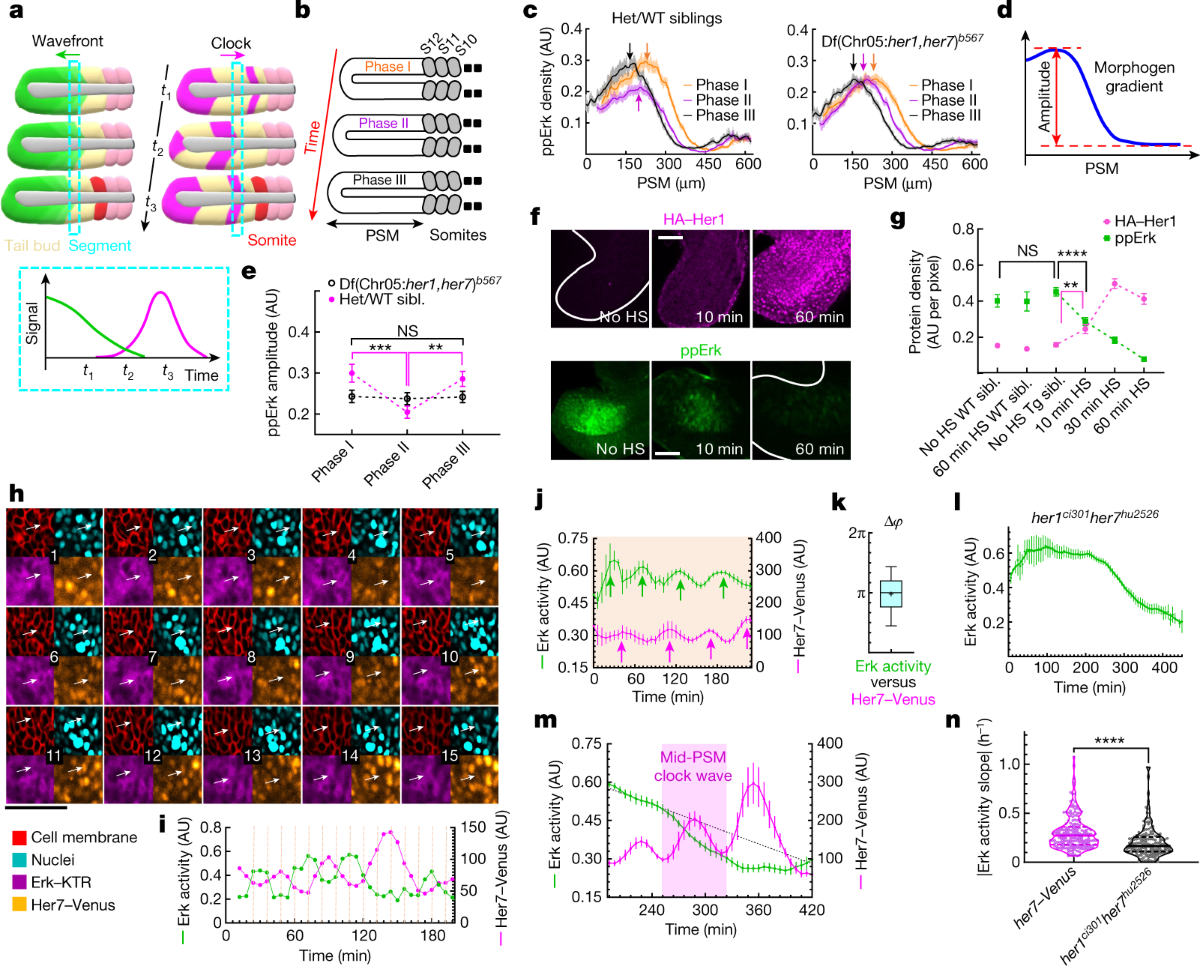 Periodic inhibition of Erk activity drives sequential somite segmentation |  Nature