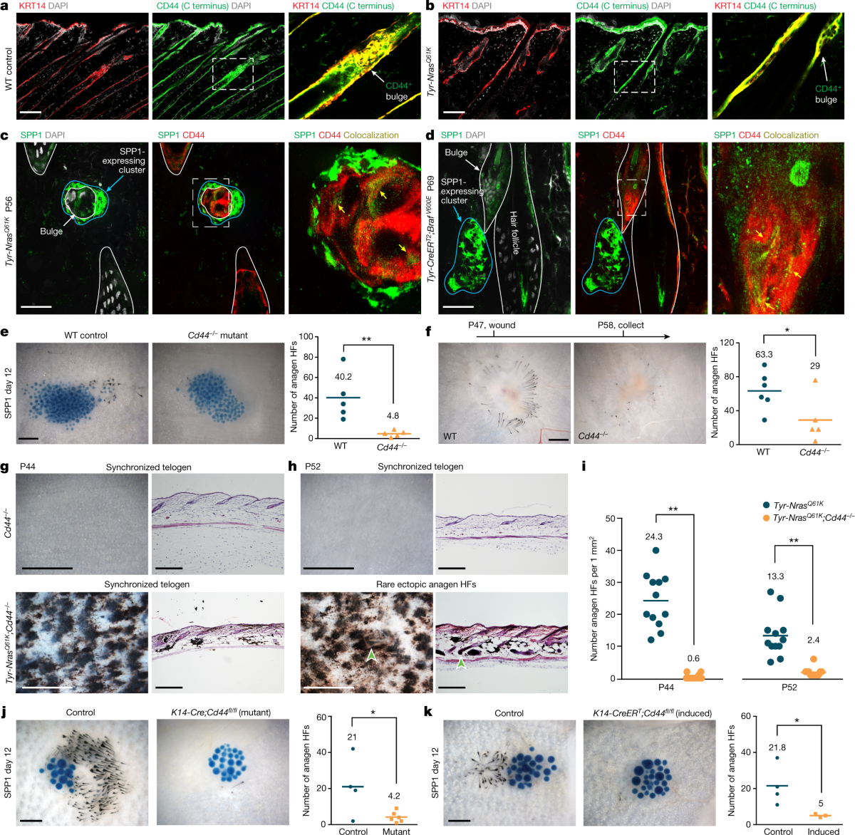 Signalling by senescent melanocytes hyperactivates hair growth | Nature