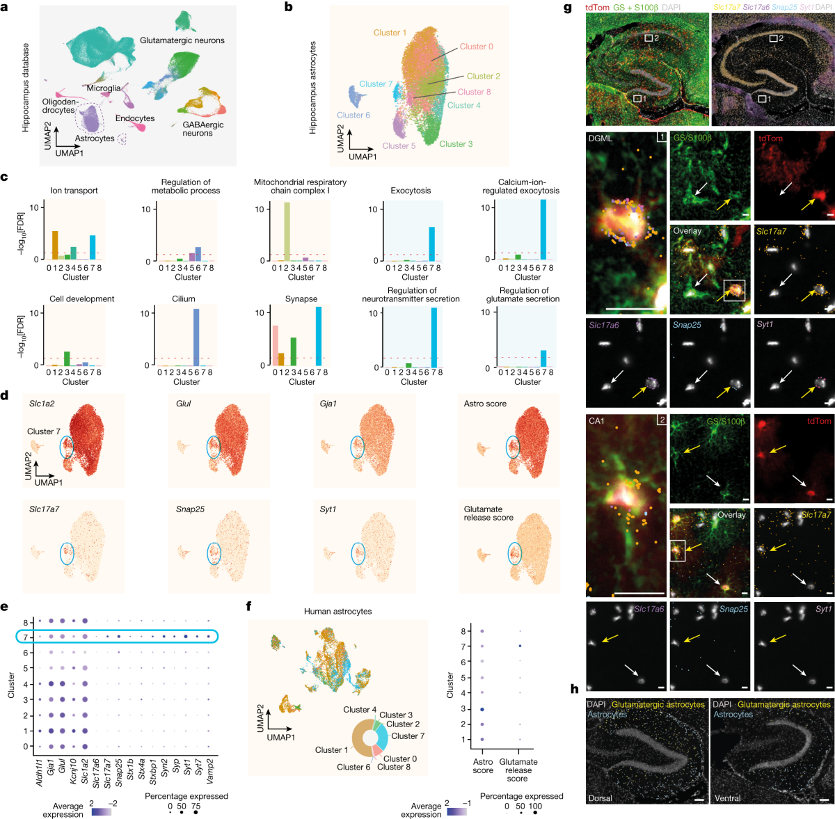 Specialized astrocytes mediate glutamatergic gliotransmission in the CNS |  Nature