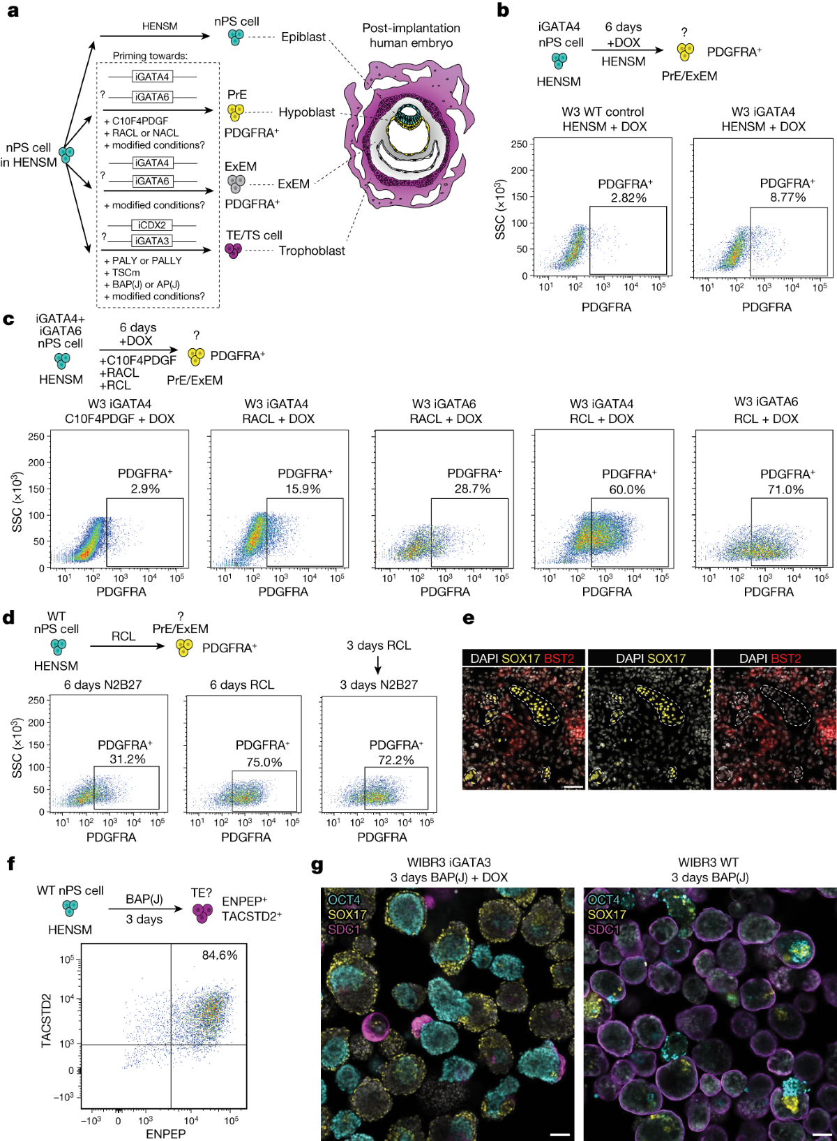 Complete human day 14 post-implantation embryo models from naive ES cells |  Nature