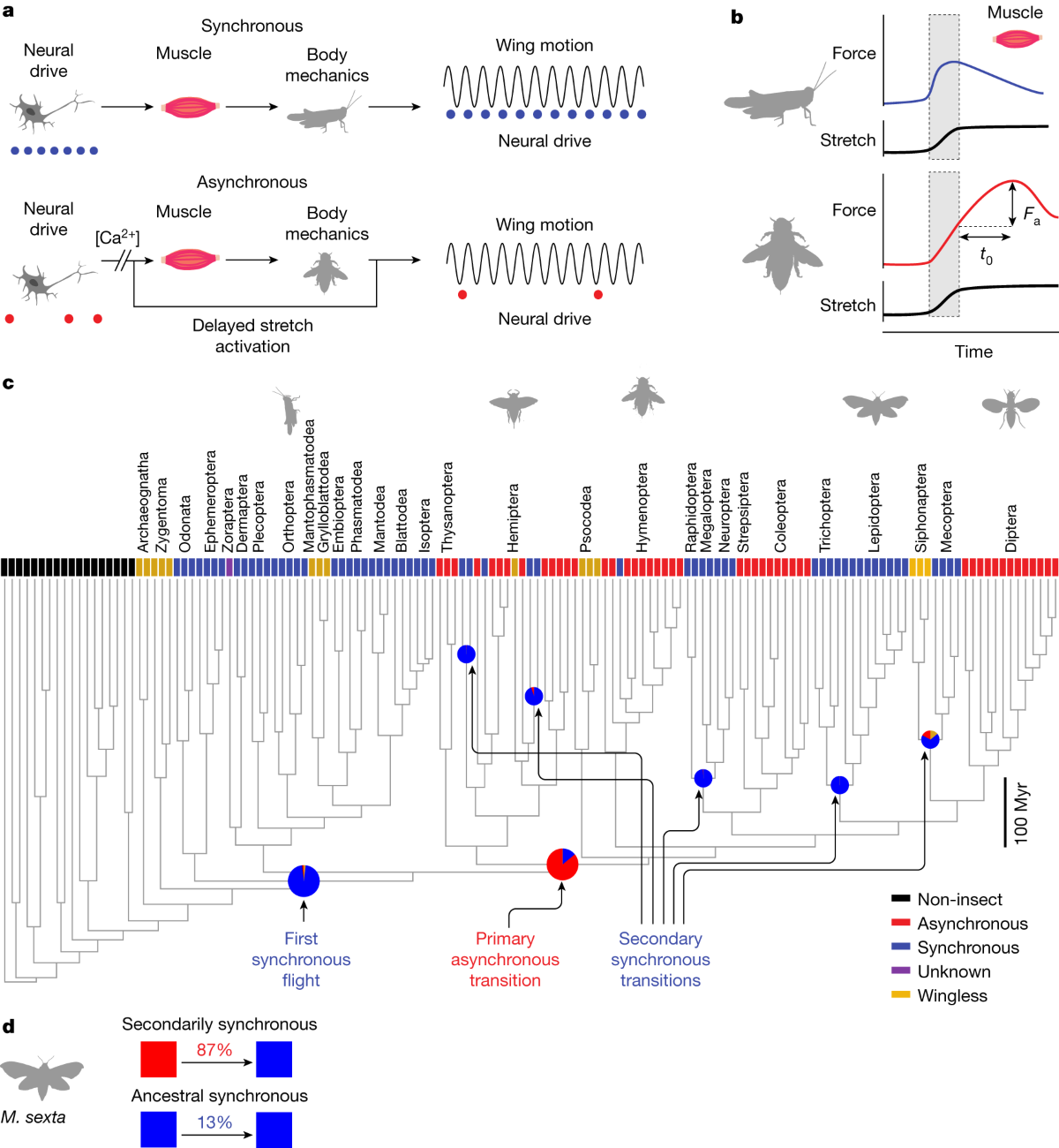Bridging two insect flight modes in evolution, physiology and robophysics |  Nature