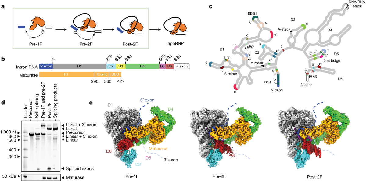 Structural insights into intron catalysis and dynamics during 