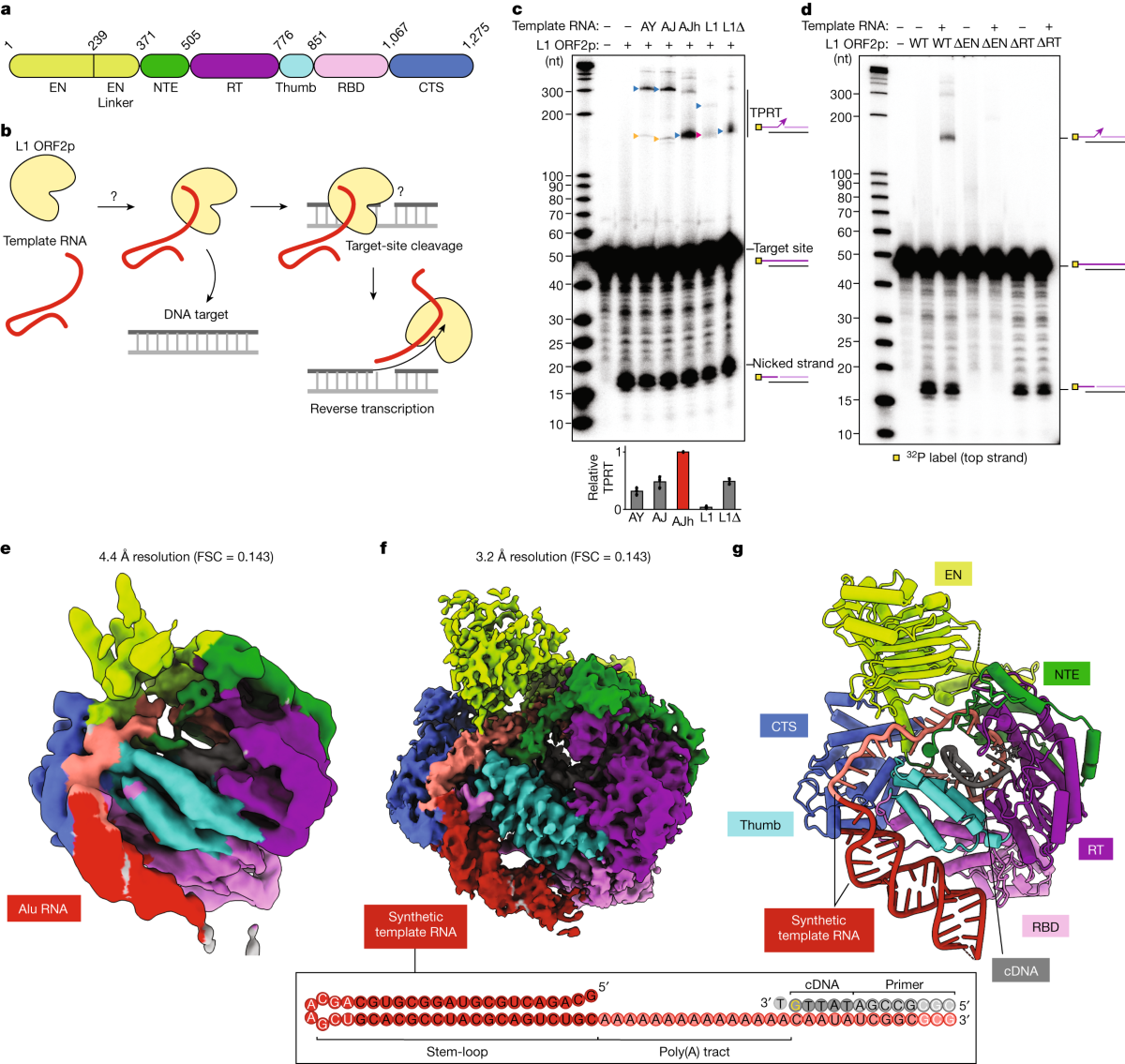 Template and target-site recognition by human LINE-1 in retrotransposition  | Nature, image size:1200x1135