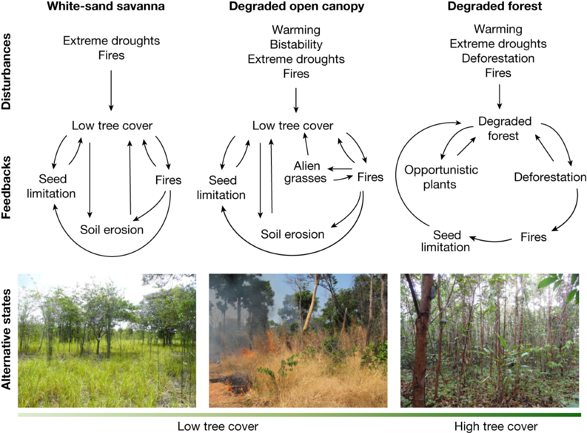 A graph showing the critical transitions in the Amazon forest system
