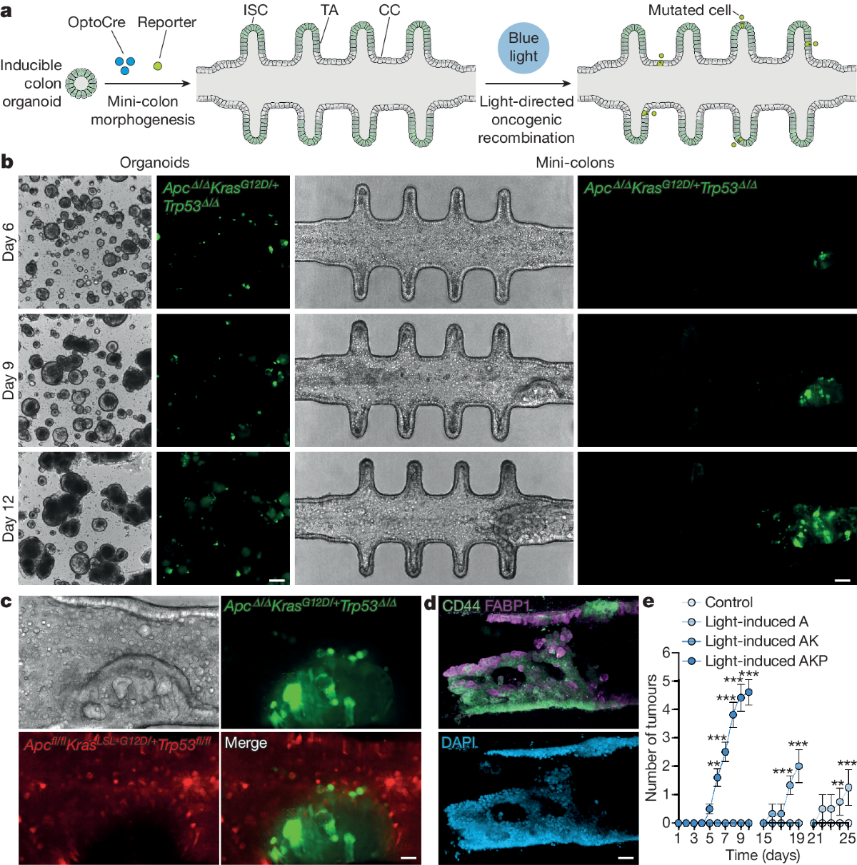 Spatiotemporally resolved colorectal oncogenesis in mini-colons ex vivo |  Nature