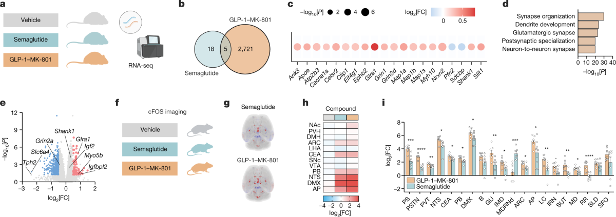 GLP-1-directed NMDA receptor antagonism for obesity treatment