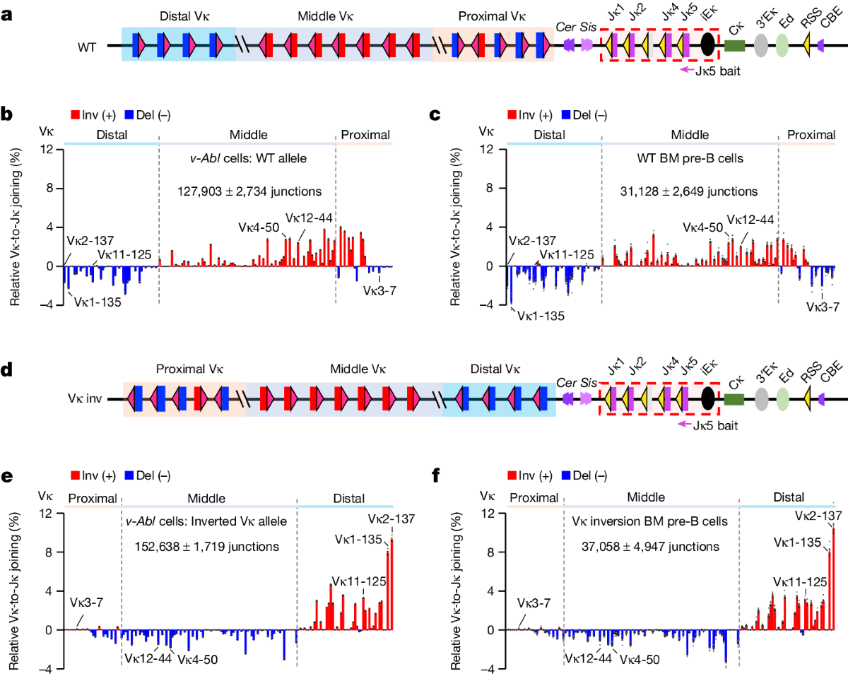 Molecular basis for differential Igk versus Igh V(D)J joining mechanisms |  Nature