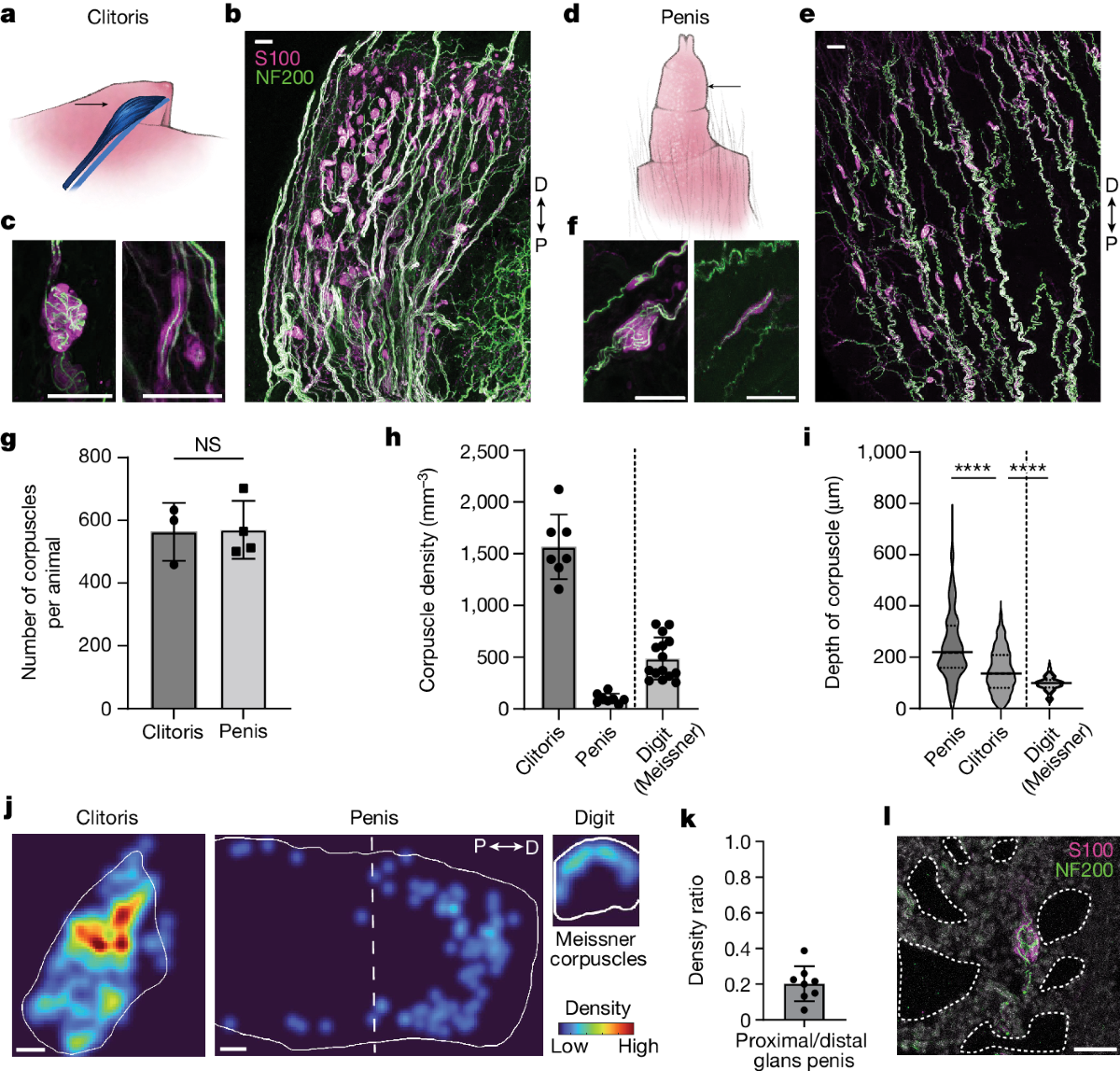 CLOSE UP LSM Pussy pimpandhost imagesize:1440x) Krause corpuscles are genital vibrotactile sensors for sexual behaviours | Nature