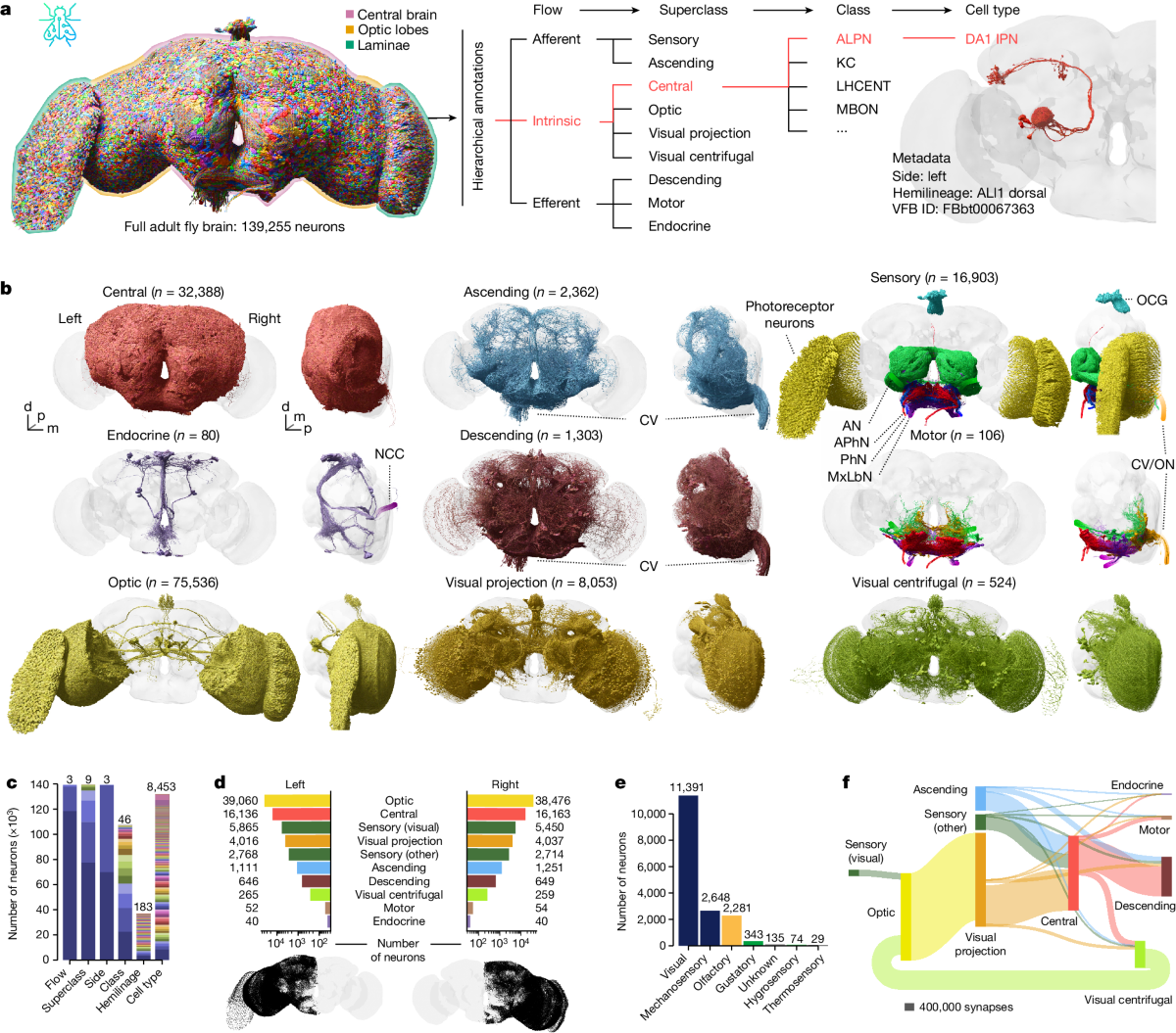 Whole-brain annotation and multi-connectome cell typing of 