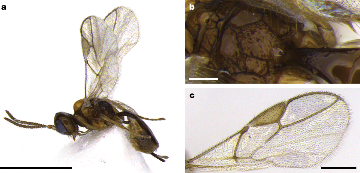 melanotic encapsulation Drosophila serpin 27A is a likely target for immune suppression of the  blood cell-mediated melanotic encapsulation response main image 1