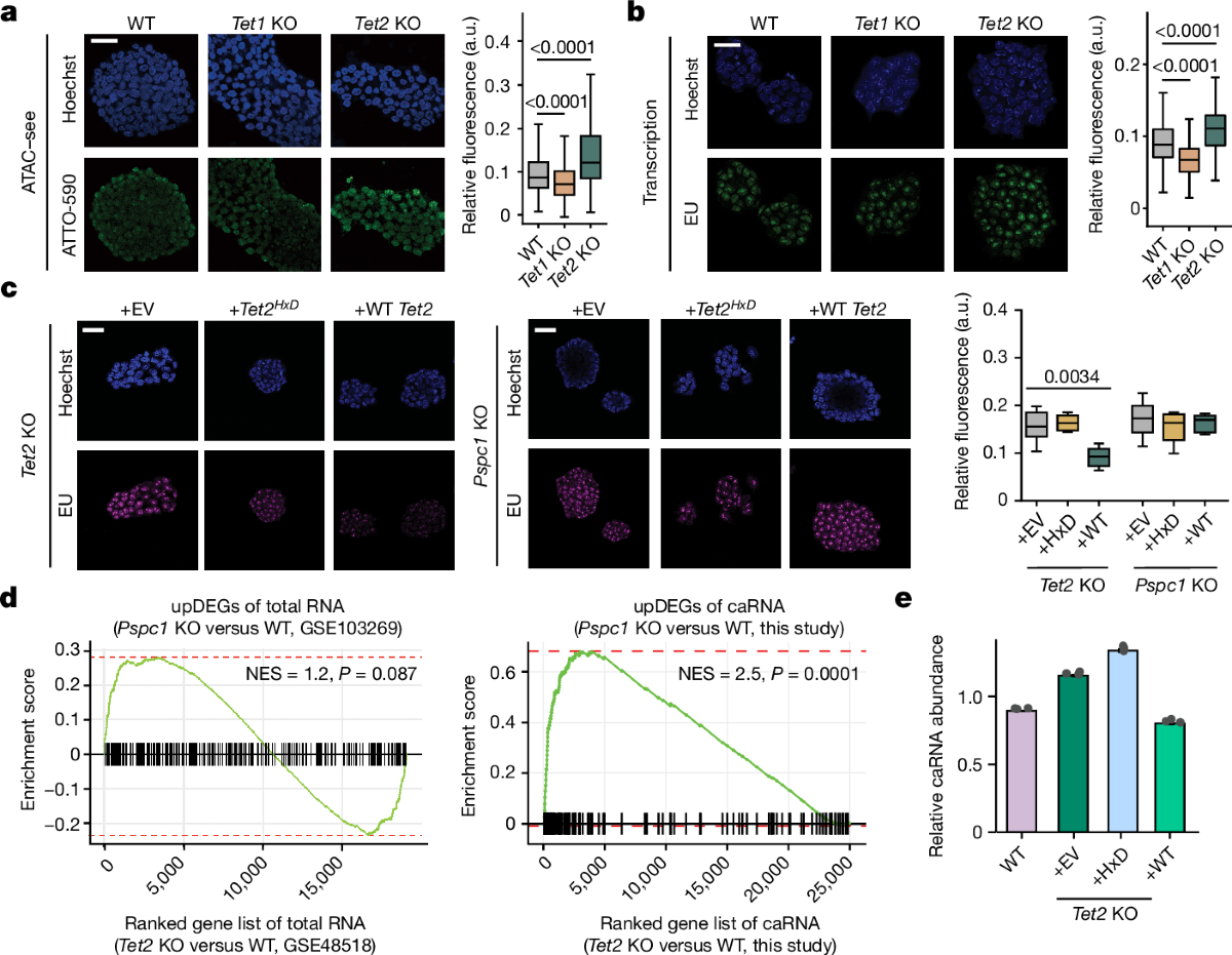 RNA m5C oxidation by TET2 regulates chromatin state and leukaemogenesis |  Nature