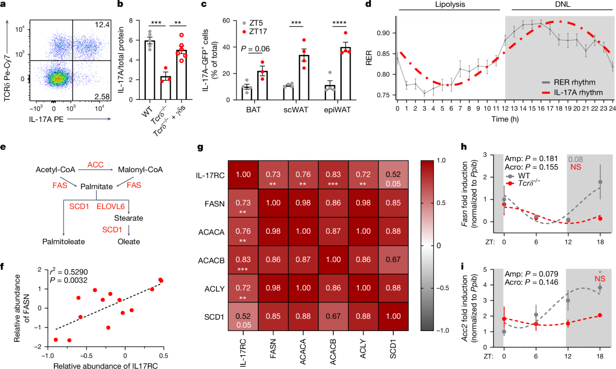 Rhythmic IL-17 production by γδ T cells maintains adipose de novo 
