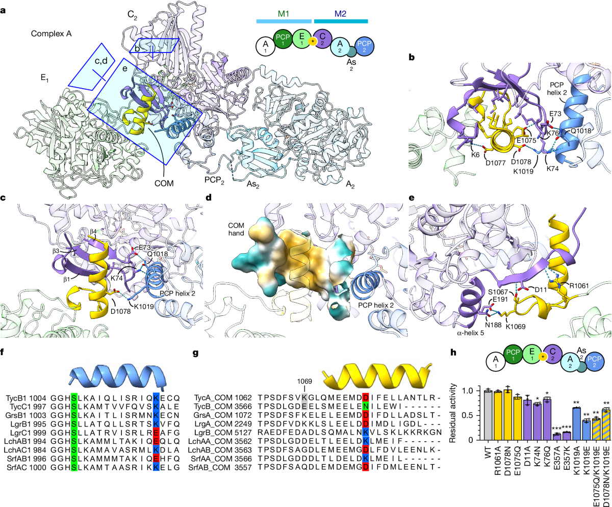Crosslinking intermodular condensation in non-ribosomal peptide  biosynthesis | Nature