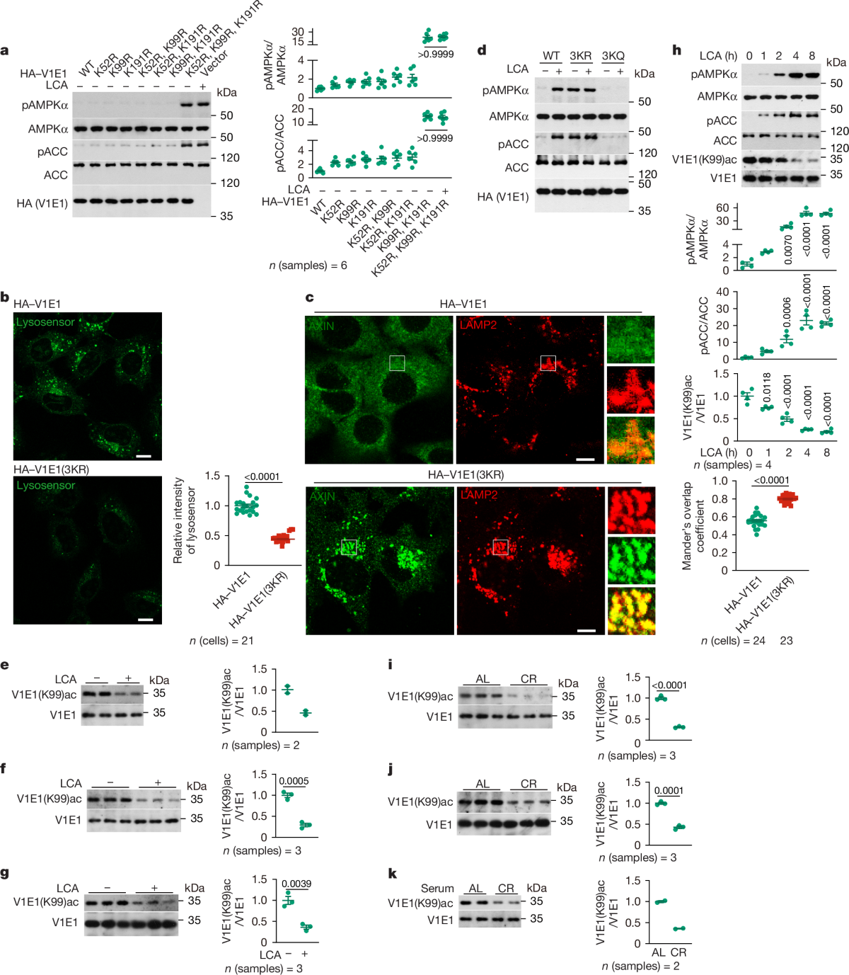 Lithocholic acid binds TULP3 to activate sirtuins and AMPK to slow down  ageing | Nature