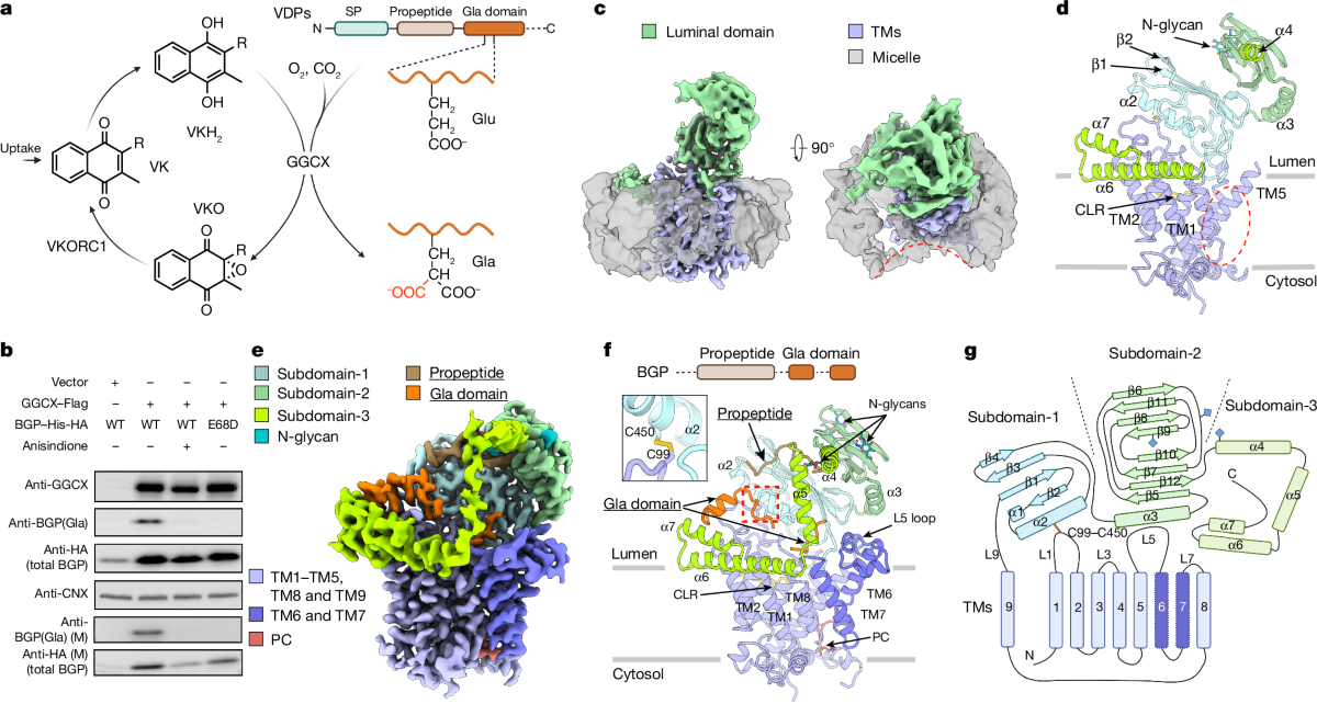 Structure and mechanism of vitamin-K-dependent γ-glutamyl carboxylase