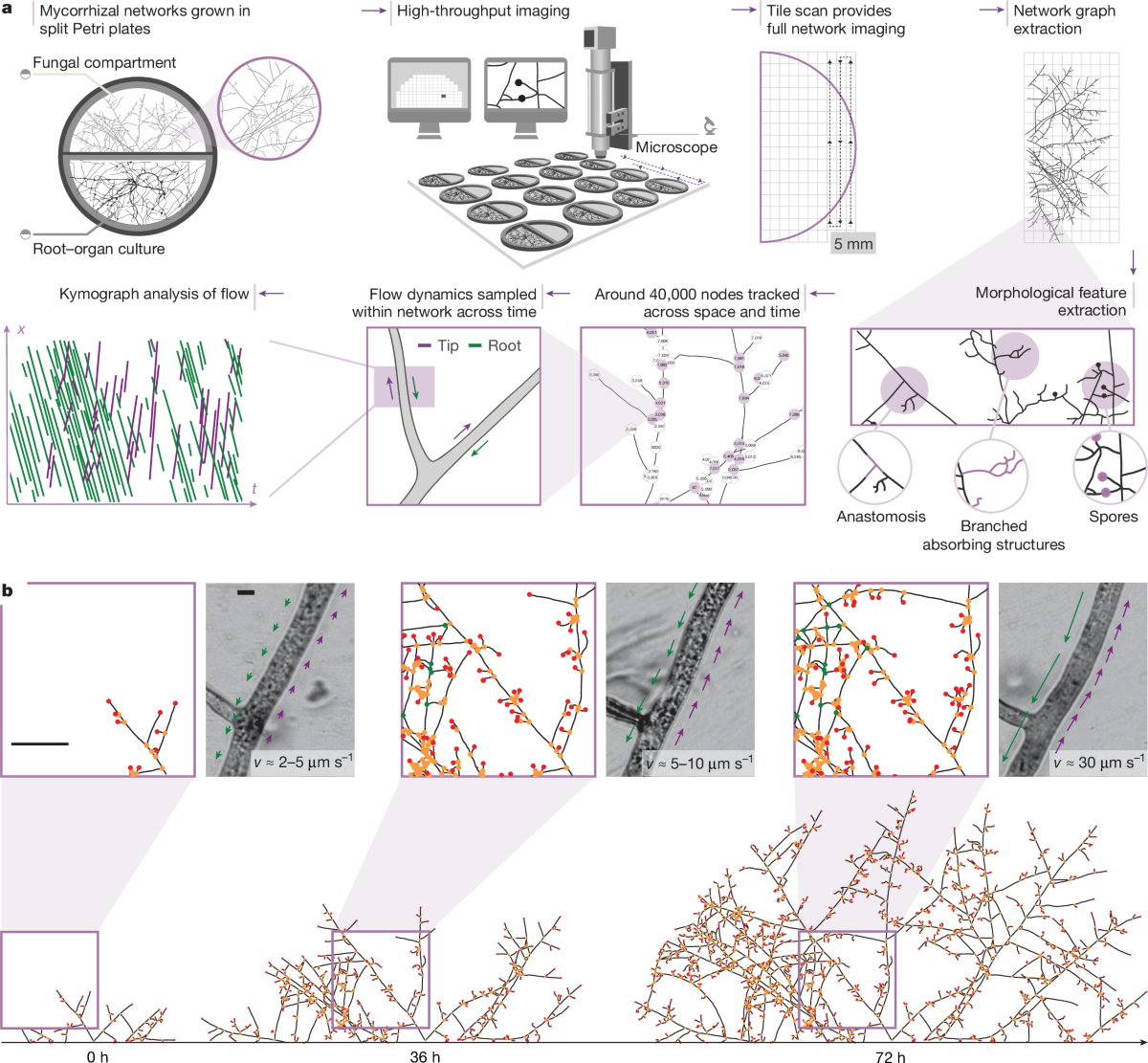 A travelling-wave strategy for plant–fungal trade | Nature