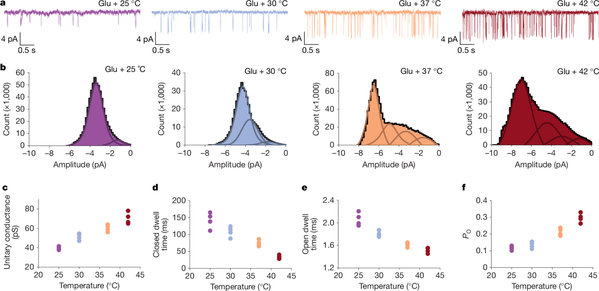 Glutamate gating of AMPA-subtype iGluRs at physiological temperatures |  Nature