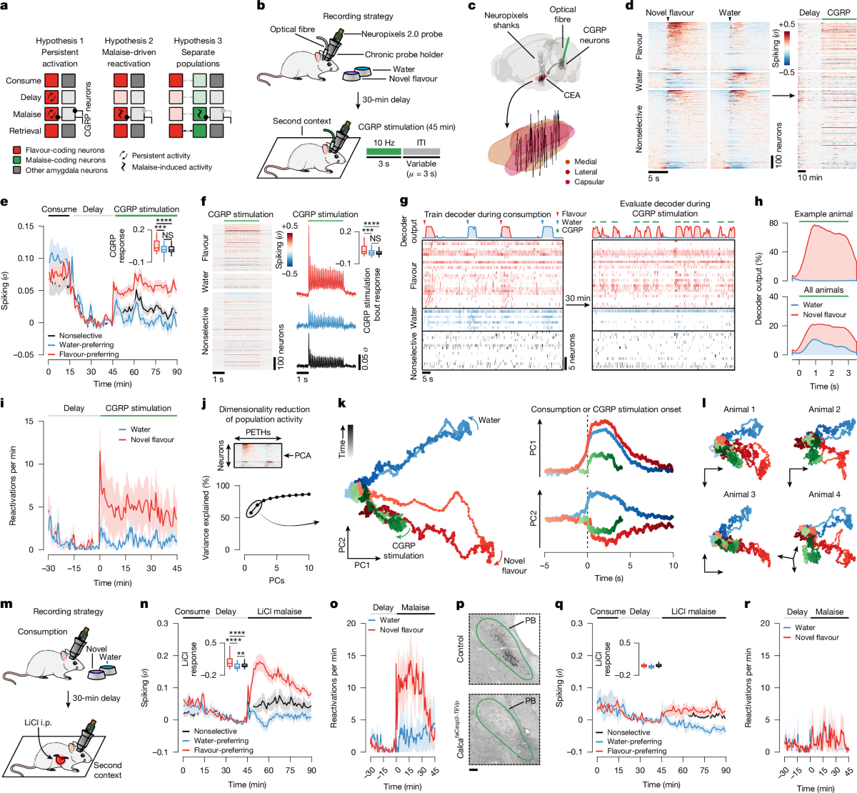 A neural mechanism for learning from delayed postingestive feedback | Nature