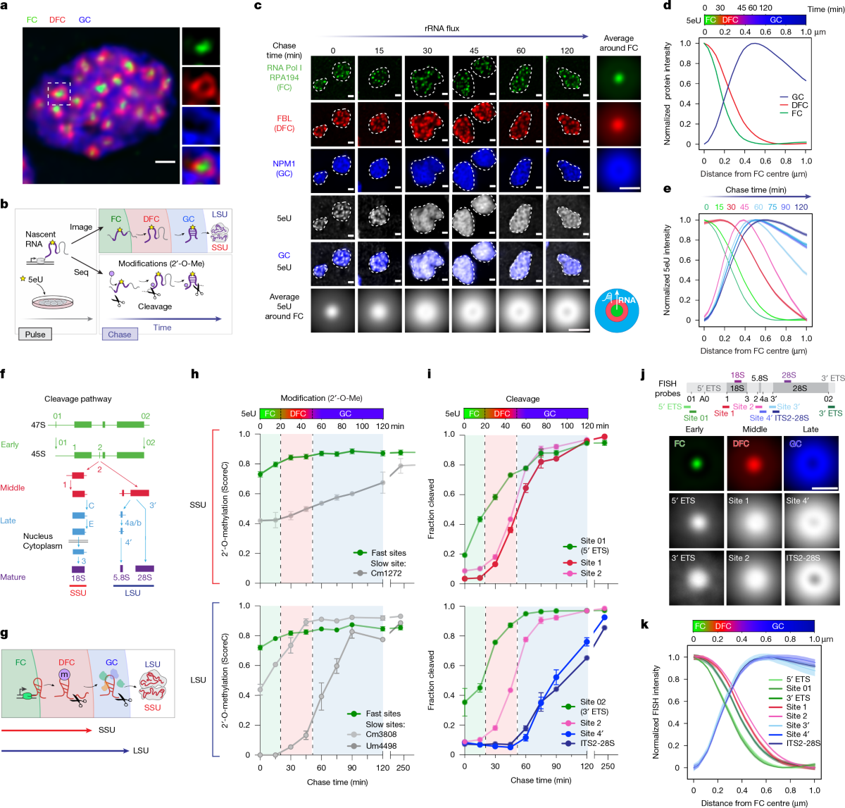 Mapping and engineering RNA-driven architecture of the multiphase nucleolus  | Nature