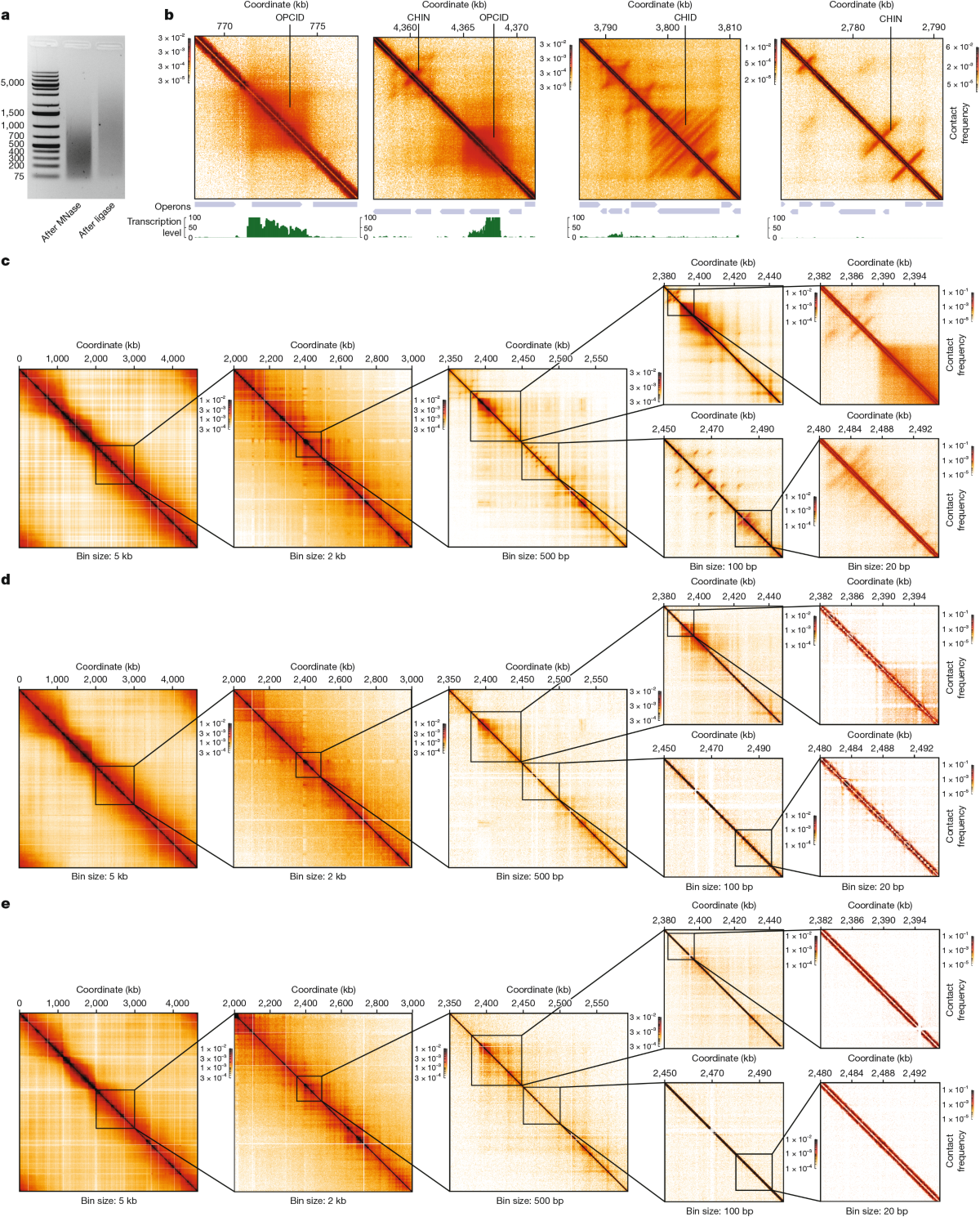 Elementary 3D organization of active and silenced E. coli genome | Nature