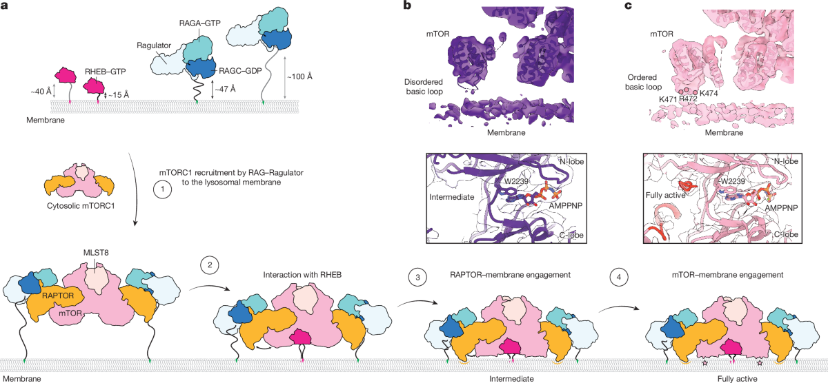 gsta1 glutathione Mouse Glutathione S-Transferase A1 (GSTA1) AssayLite Antibody (APC  Conjugate)